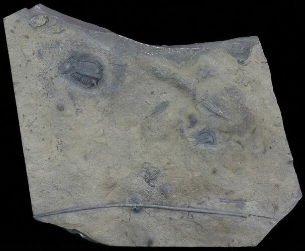 Ceraurus Trilobite & Crinoid Plate - Walcott-Rust Quarry, NY #68378